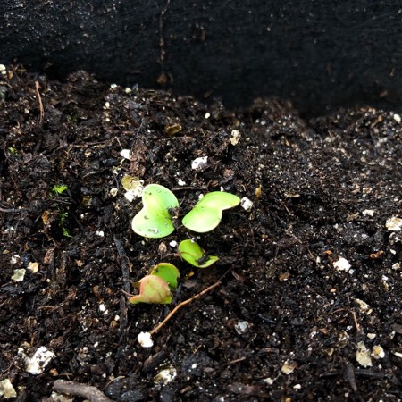 Zaailingen van radijs in de Makkelijke Moestuin mini