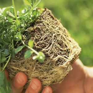 Een potplant met veel te veel wortels verstikt zichzelf op den duur