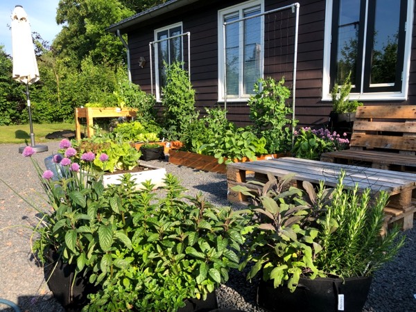 In onze eigen Makkelijke Moestuin staan zowel moestuinbakken als MM-mini potten