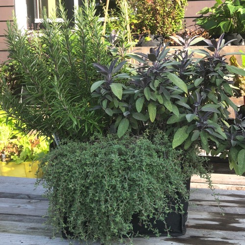 Meerdere kruindenplanten in één Makkelijke Moestuin Mini pot