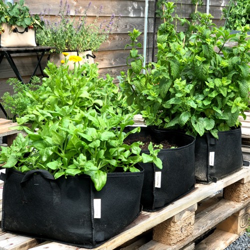Muntplanten woekeren enorm: zet ze liever in een Makkelijke Moestuin Mini