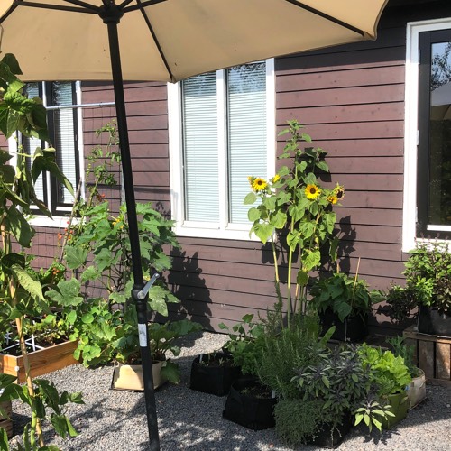 Bij extreme hitte zet je je Makkelijke Moestuin mini potten onder een parasol