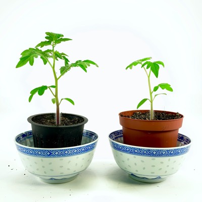 Verschil in groei tussen MM-Airpotjes en gewone potjes