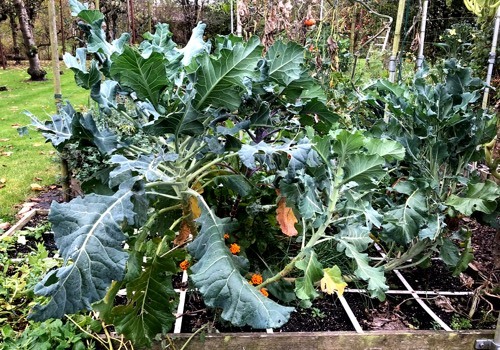 Broccoli plant heeft veel ruimte nodig