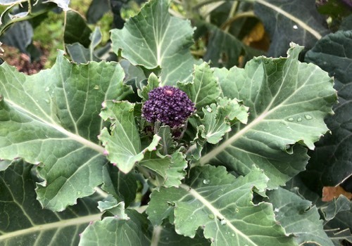 Aan een enorm grote broccoliplant komen maar enkele stronken