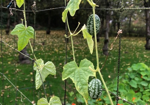 Cucamelon of Muismeloen in de Makkelijke Moestuin