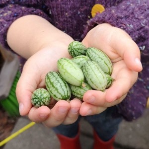 Zelfgeoogste muismeloentjes of cucamelon
