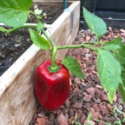 Zelf paprika's zaaien kost erg veel tijd en moeite terwijl de opbrengt bijna niets is