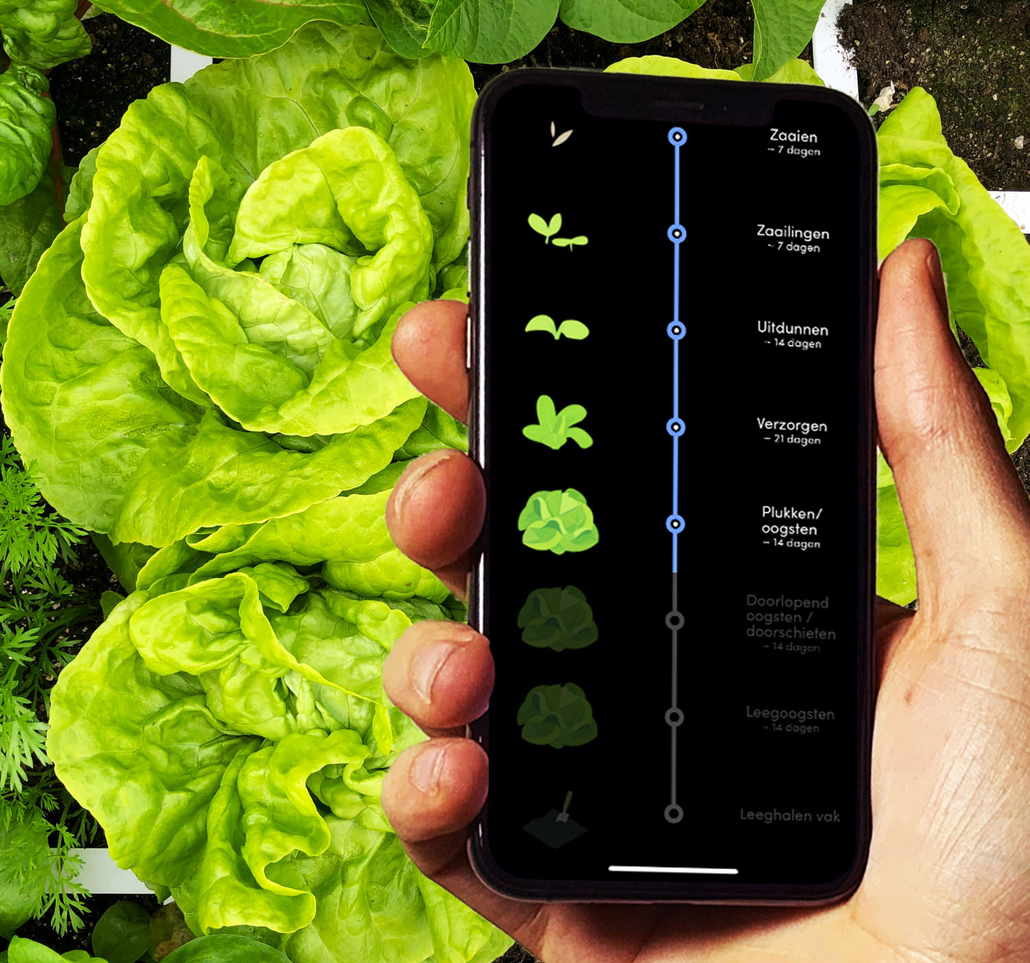 Het proces van zaaien tot oogsten van een kropsla in de app