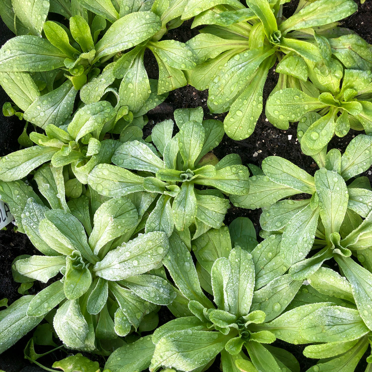 Volwassen veldsla plantjes in de Makkelijke Moestuin, vlak voor ze in bloei schieten