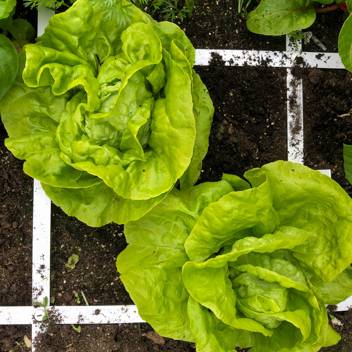 In het vak van de Makkelijke Moestuin staan nog 2 kropjes mini-kropsla