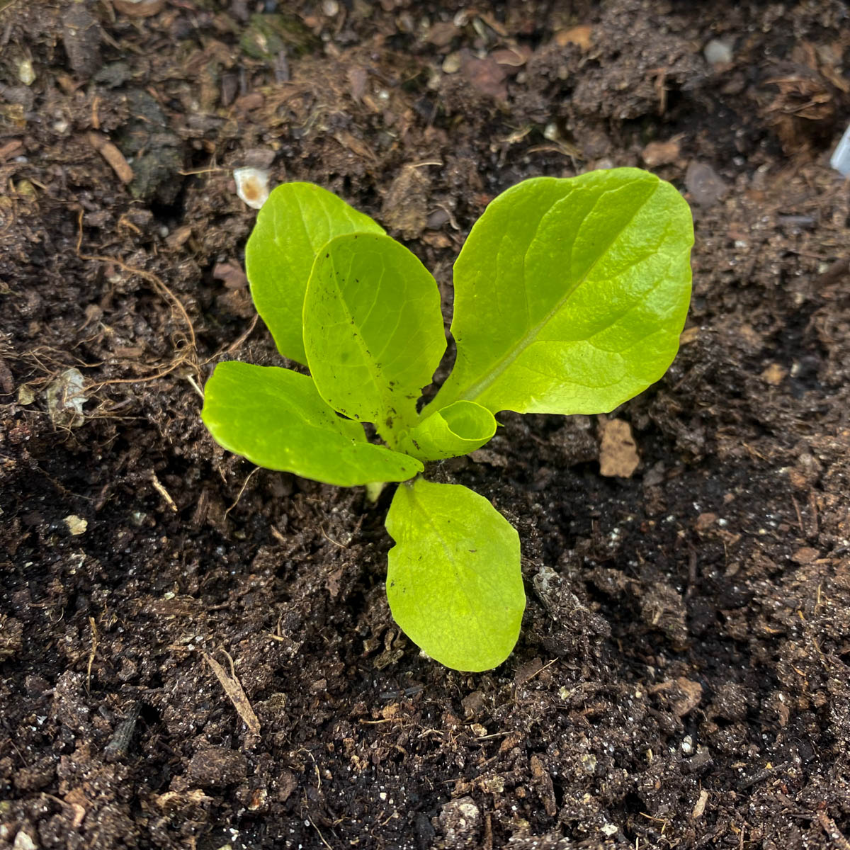 Klein bindsla-plantje, ongeveer 2-3 weken oud