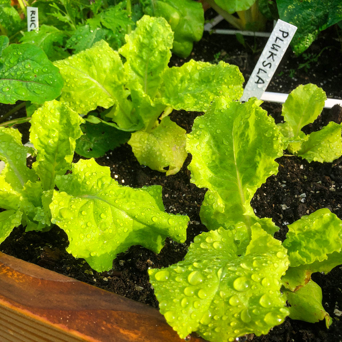Middelgrote pluksla-plantjes in de Makkelijke Moestuin