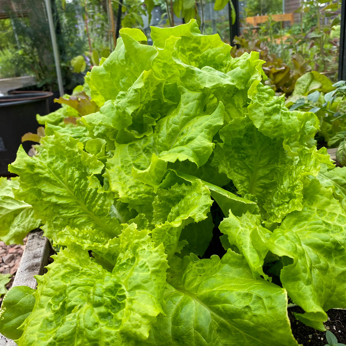 Pluksla kan grote planten vormen in de Makkelijke Moestuin