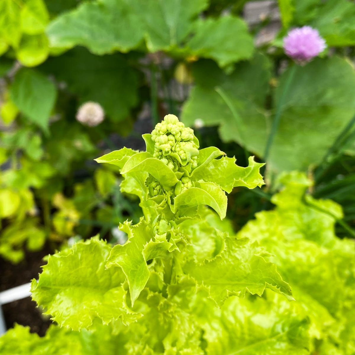 Doorgeschoten pluksla in de Makkelijke Moestuin