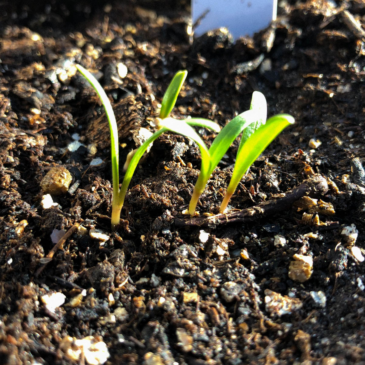 Zaailingen van snijbiet in de Makkelijke Moestuin