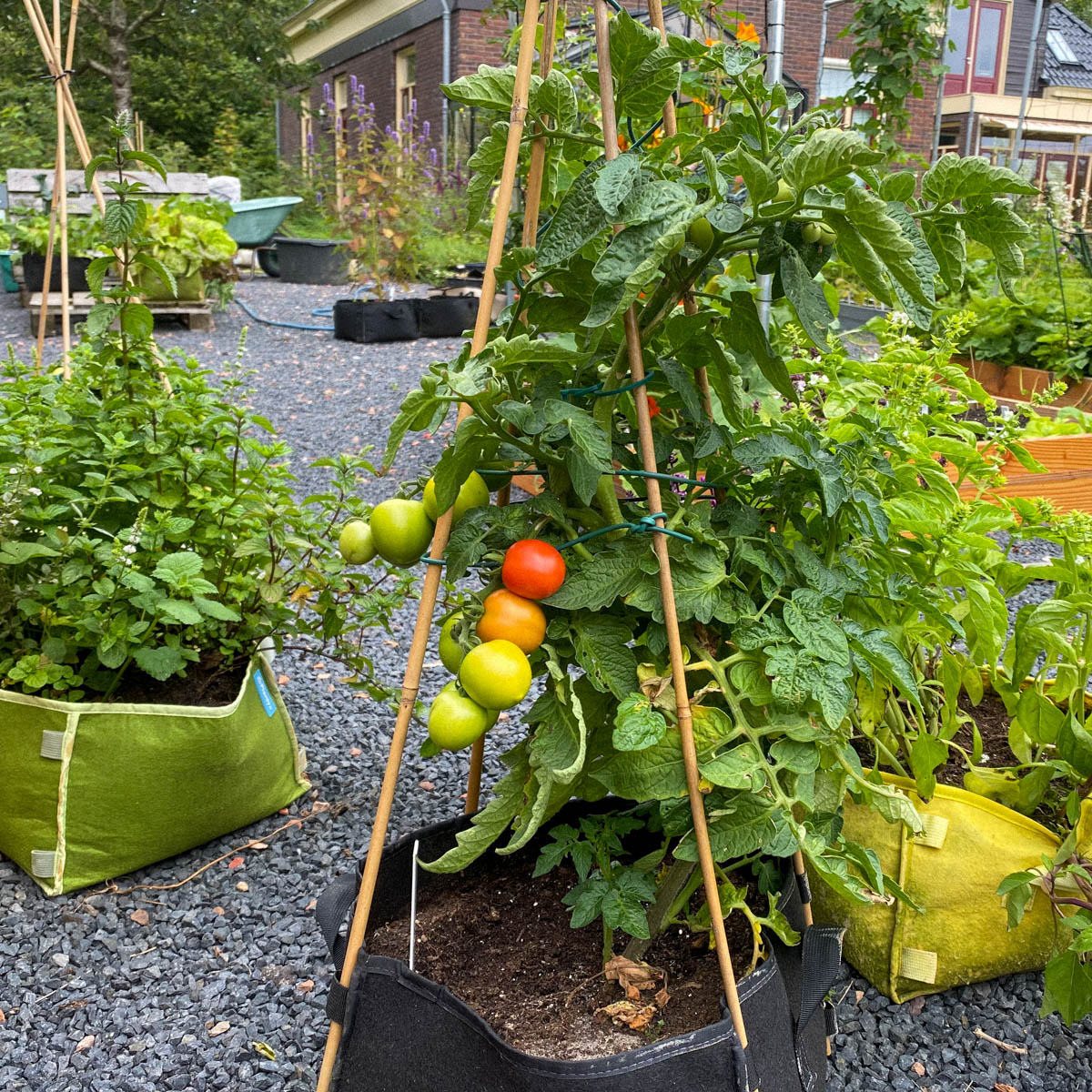 Testzaden Makkelijke Moestuin 2020: balkontomaat