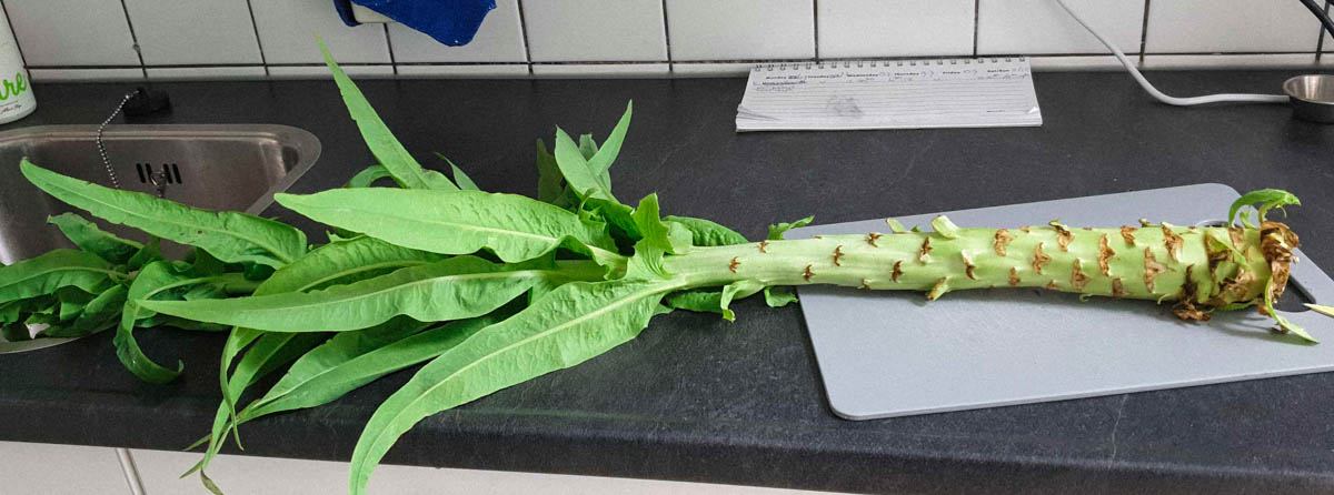 Ge-oogste stengelsla Makkelijke Moestuin