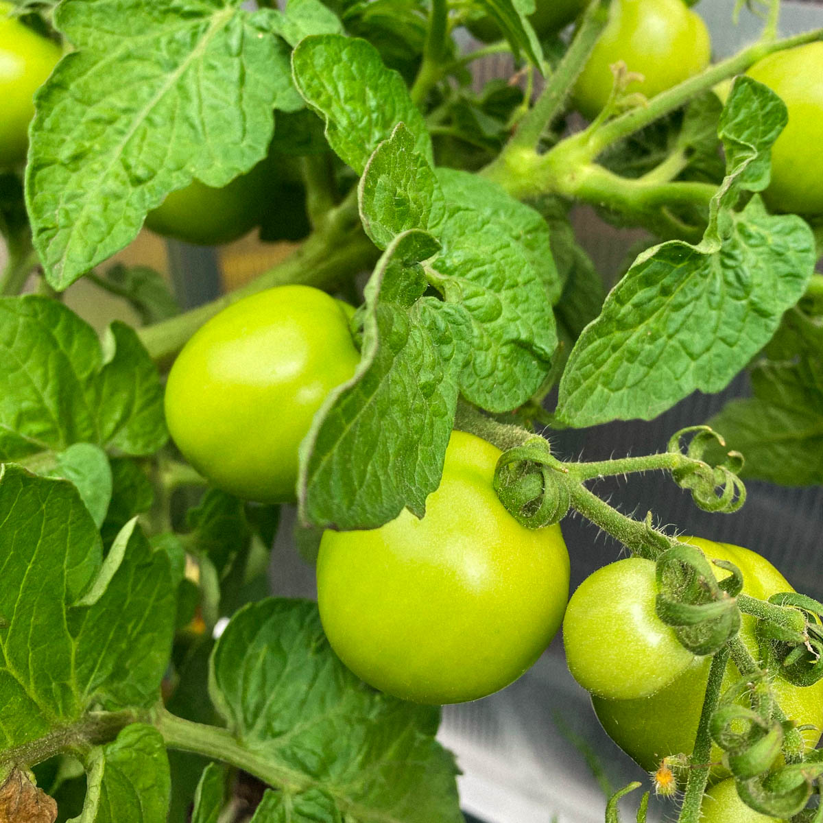 Testzaden Makkelijke Moestuin 2020: balkontomaat