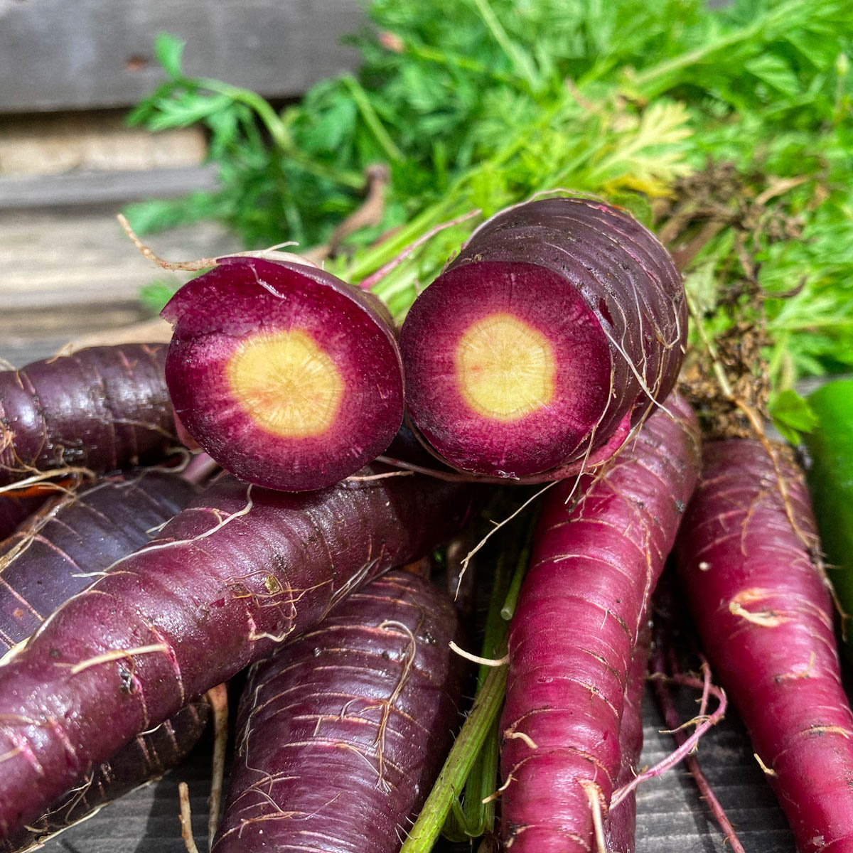 Testzaden Makkelijke Moestuin 2020: paarse wortels