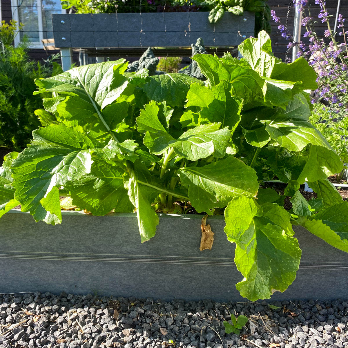 Meiraapjes in de Makkelijke Moestuin, testzaden 2020