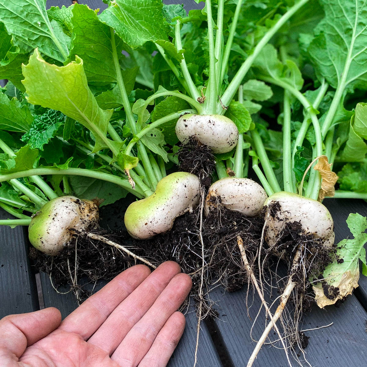 Meiraapjes oogst Makkelijke Moestuin - testzaden 2020