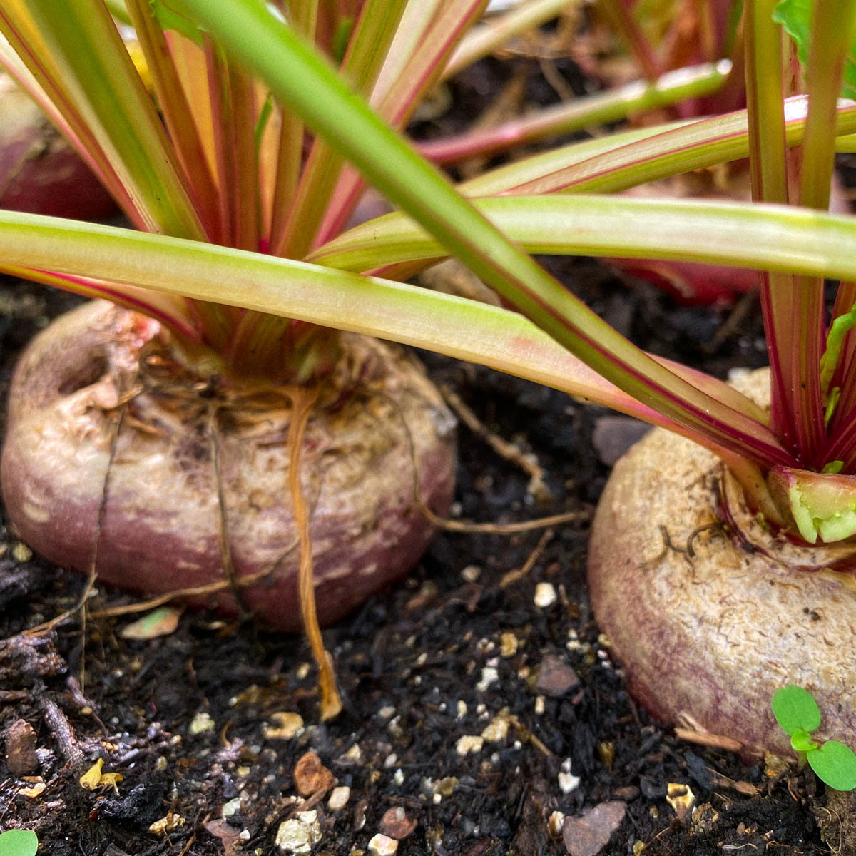 Chioggia biet in de Makkelijke Moestuin: klaar om te oogsten