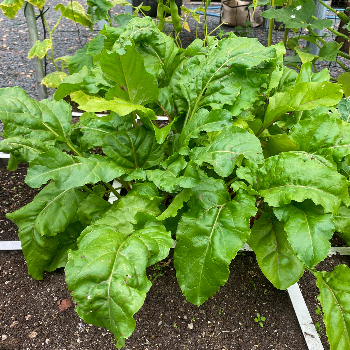 Blad van chioggia is groter en groener dan dat van rode bieten.
