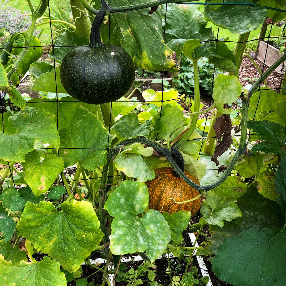 Meeldauw op blad van pompoen