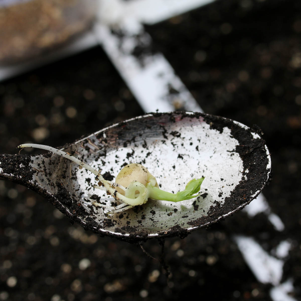 Voorgekiemde erwt van de sugarsnap Makkelijke Moestuin