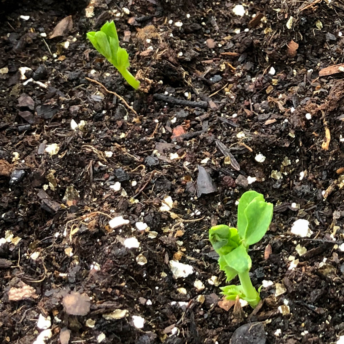 Opkomende zaailingen van de sugarsnaps Makkelijke Moestuin