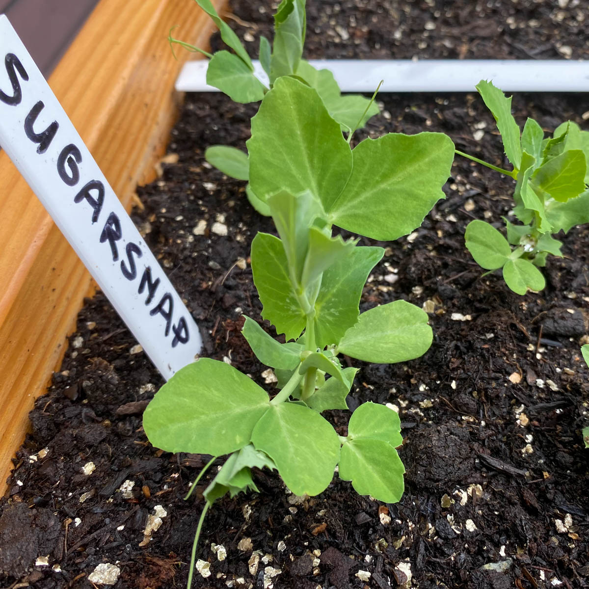 Kleine sugarsnap plantjes Makkelijke Moestuin