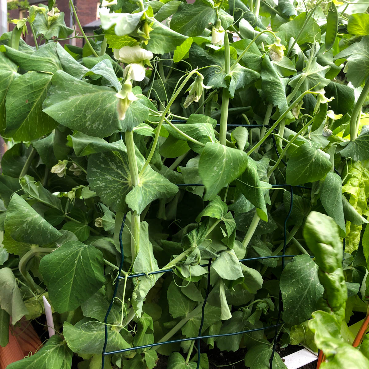 Bloeiende sugarsnaps met een steunrekje Makkelijke Moestuin