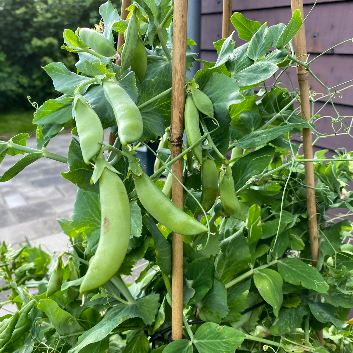 Oogstbare sugarsnaps in de Makkelijke Moestuin
