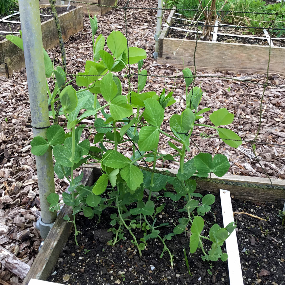 Peultjes beginnen te klimmen aan het klimrek Makkelijke Moestuin