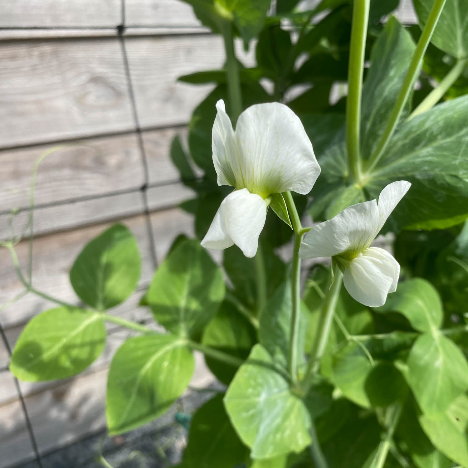 Bloemen van peultjes in de Makkelijke Moestuin