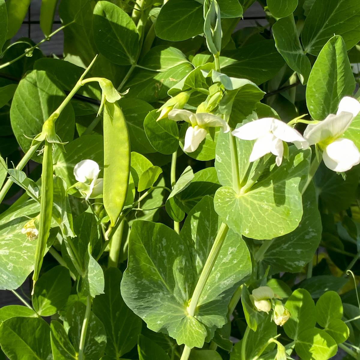Bloeiende en oogstbare peultjes in de Makkelijke Moestuin