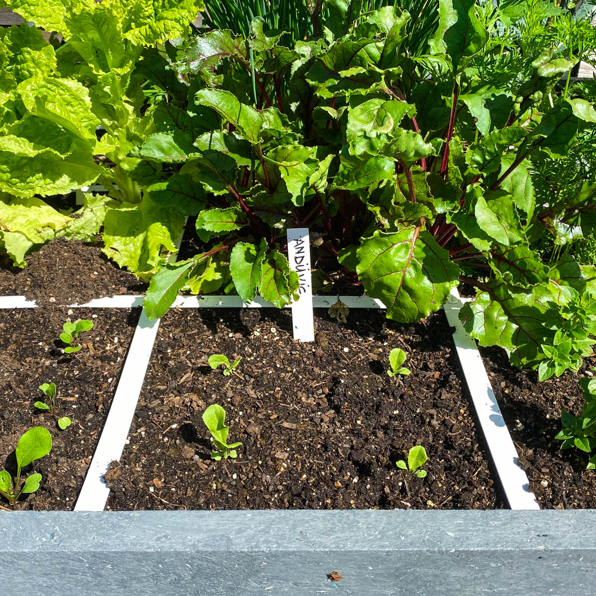 Uitgedunde zaailingen andijvie in de Makkelijke Moestuin