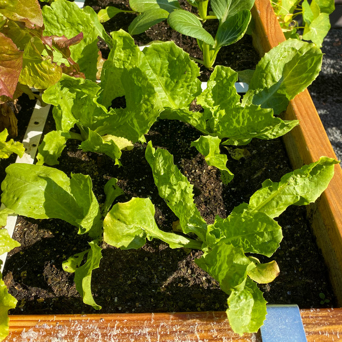 Kleine andijvie planten Makkelijke Moestuin