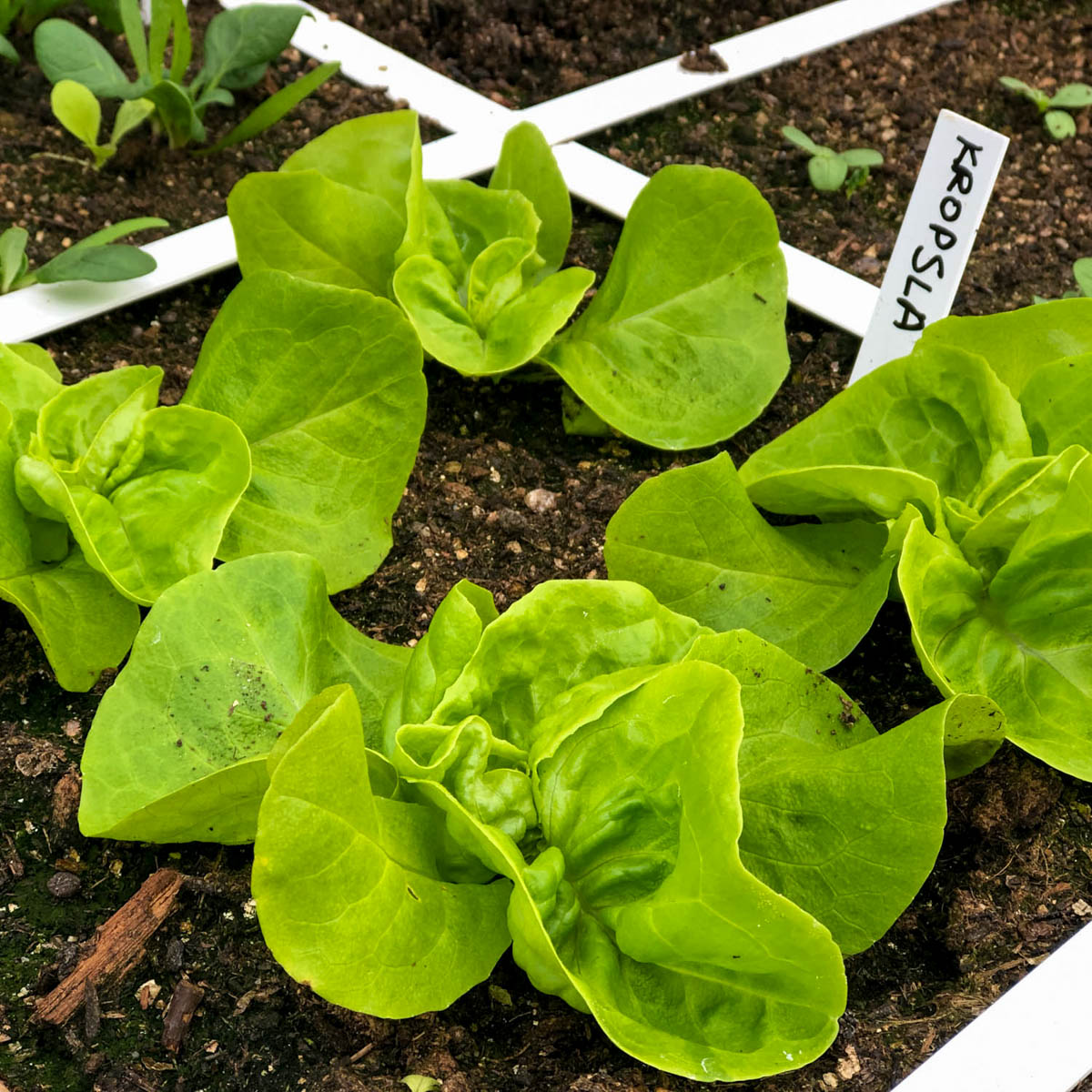 Kleine plantjes wintersla Makkelijke Moestuin