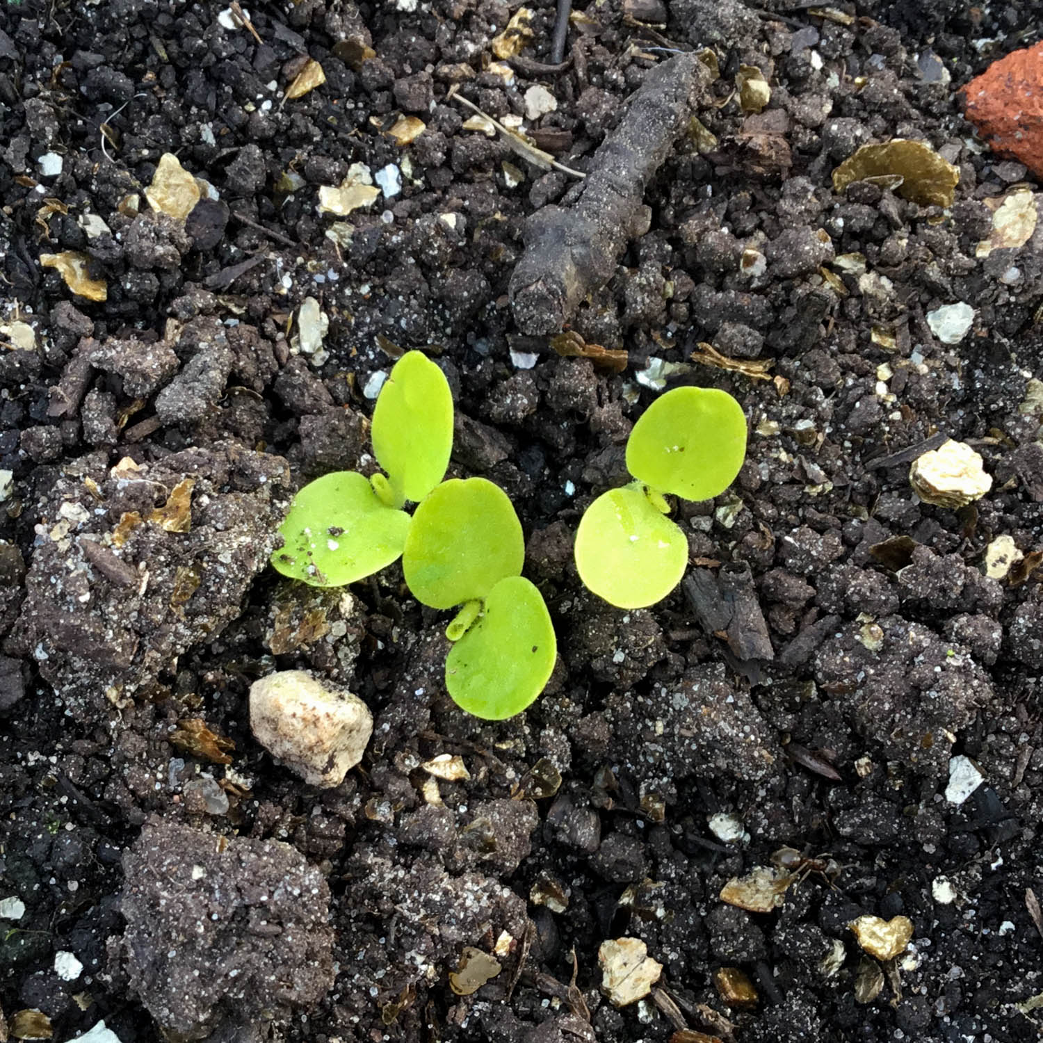 Zaailingen wintersla Makkelijke Moestuin