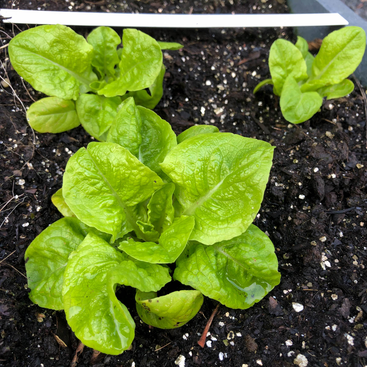 Plantjes wintersla Makkelijke Moestuin in de winter