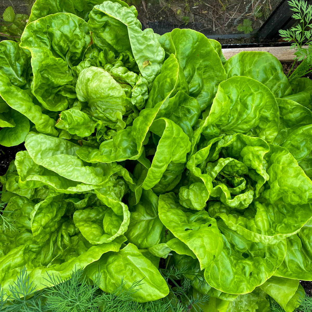 Volwassen wintersla Makkelijke Moestuin heeft stevig blad