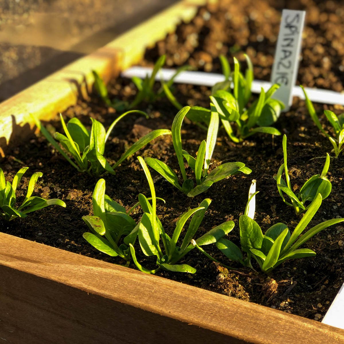 Zaailingen van spinazie in de Makkelijke Moestuin