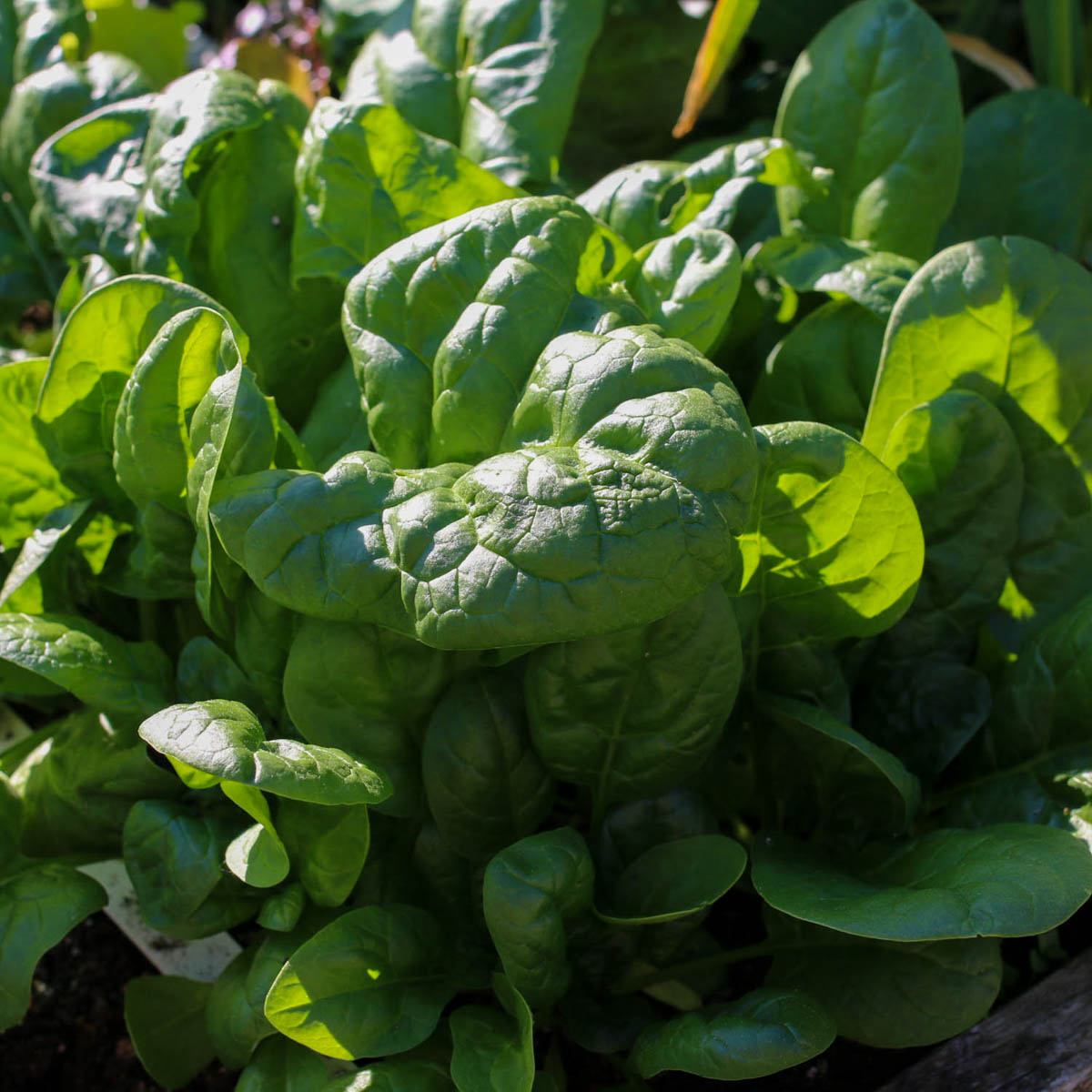 Groot blad van Makkelijke Moestuin spinazie