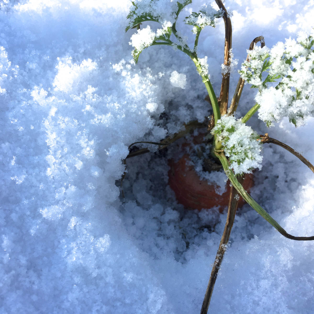 Wortels in de sneeuw in de Makkelijke Moestuin