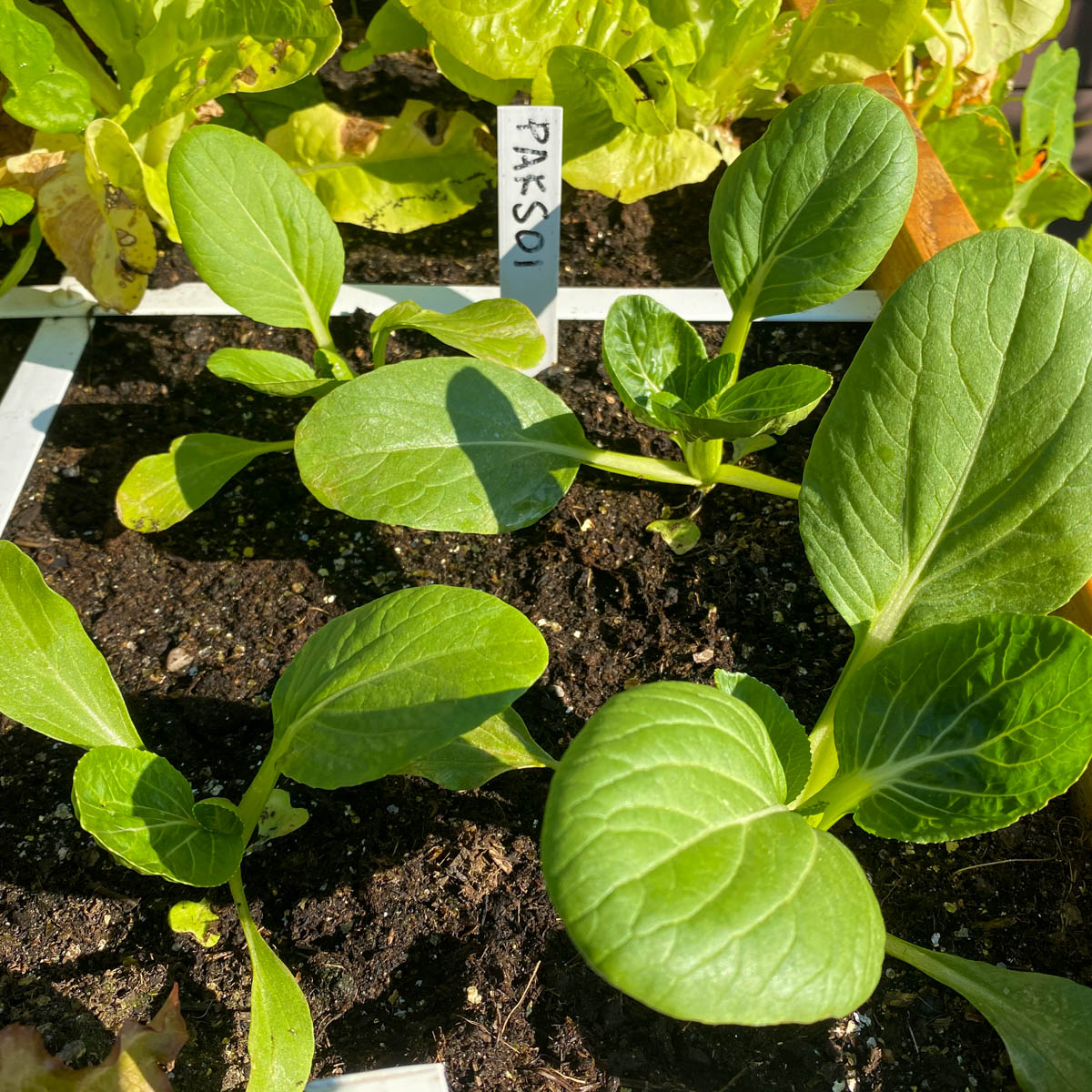 Kleine paksoi plantjes in de Makkelijke Moestuin