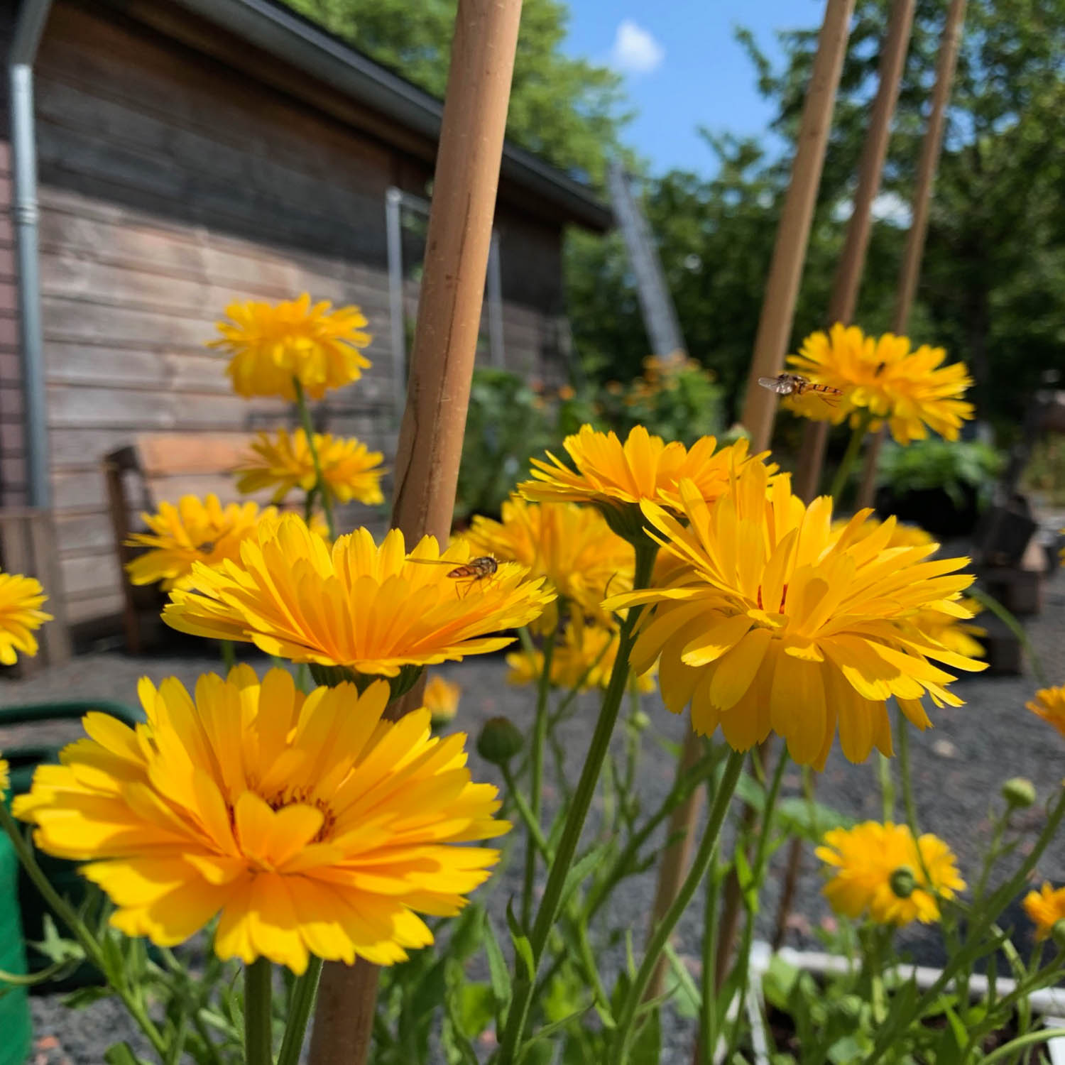 Bloeiende goudsbloemen trekken nuttige insecten aan