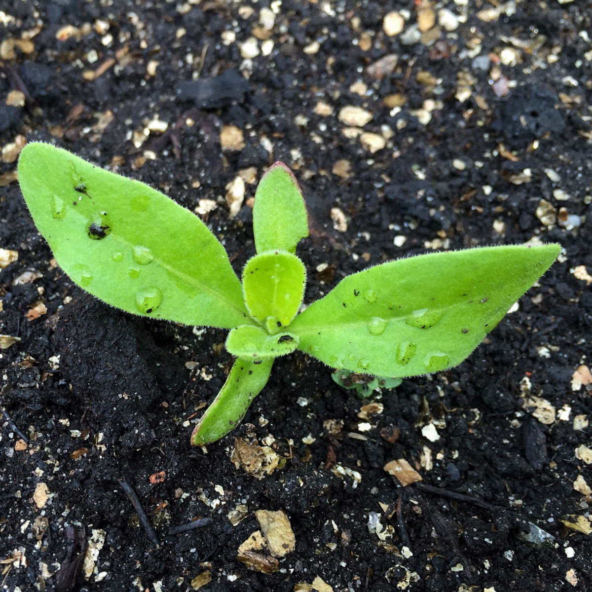 Klein goudsbloemplantje in de Makkelijke Moestuin
