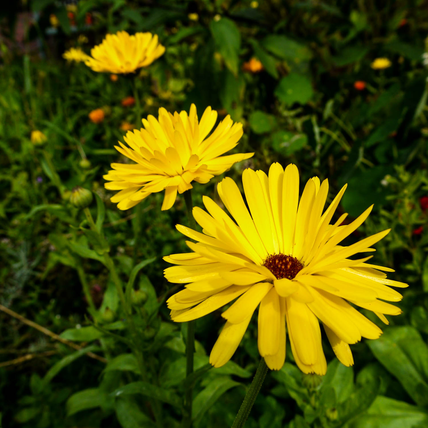 Goudsbloemen in de Makkelijke Moestuin